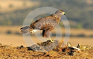 Buzzard boarded up their prey in the field