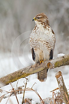 Buzzard on a branch