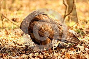 Buzzard / Buteo buteo
