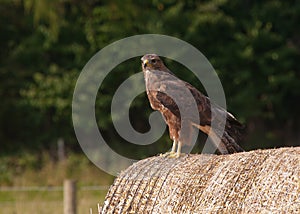 Buzzard (Buteo buteo)