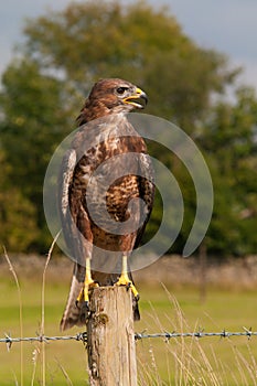 Buzzard (Buteo buteo)