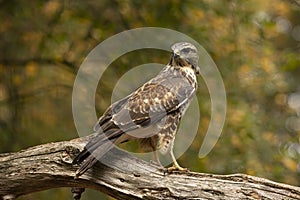 Buzzard, Buteo buteo. Common Buzzard