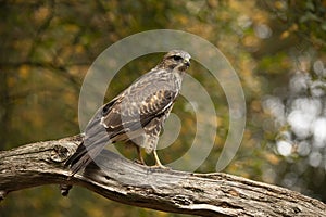 Buzzard, Buteo buteo. Common Buzzard