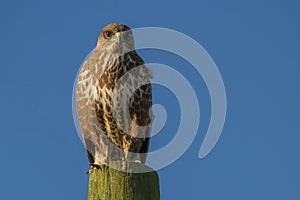 Buzzard Buteo buteo