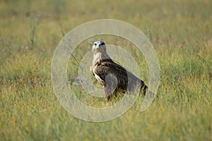 The buzzard Buteo rufinus is a bird of prey standing in the grass on a summer day.
