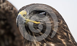 Buzzard, close up head shot