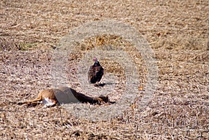 Buzzard Dinner