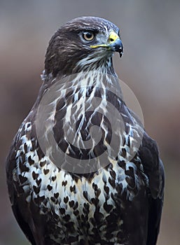 Buzzard in a Dutch forest, bird of prey