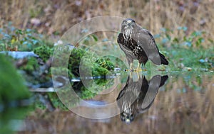 Buzzard in a Dutch forest, bird of prey