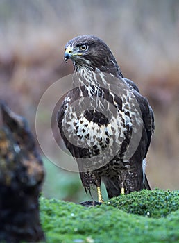 Buzzard in a Dutch forest, bird of prey