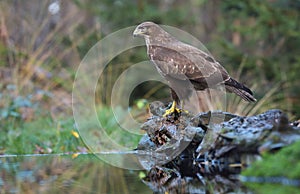 Buzzard in a Dutch forest, bird of prey