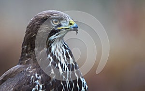 Buzzard in a Dutch forest, bird of prey