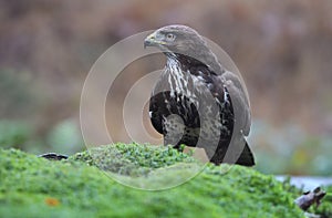 Buzzard in a Dutch forest, bird of prey