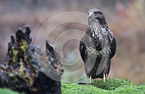 Buzzard in a Dutch forest, bird of prey