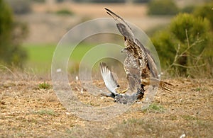 Buzzard eagle dove hunting