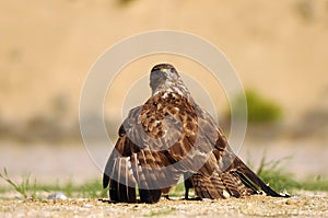 A buzzard eagle photo