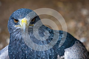 Buzzard eagle - Geranoaetus melanoleucus