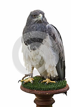 Buzzard Eagle Isolated