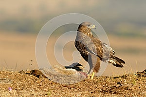 Buzzard eagle poses with food in the field
