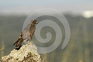 buzzard eagle watches from its perch