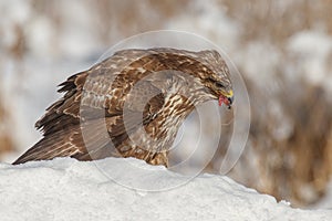 Buzzard eating a mouse