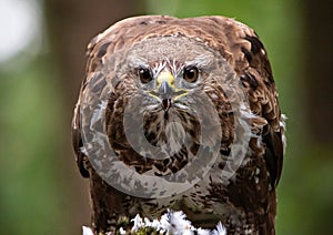 Buzzard eating pigeon