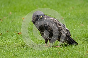 Buzzard eating prey