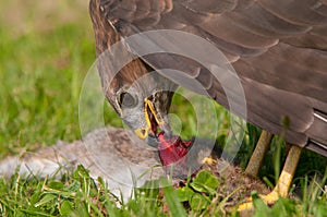 Buzzard eating prey