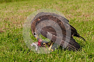 Buzzard eating prey