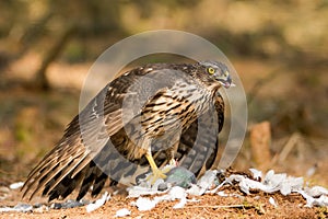 Buzzard eating prey