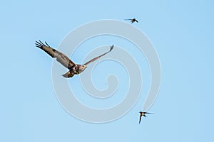 Buzzard expelled by swallows