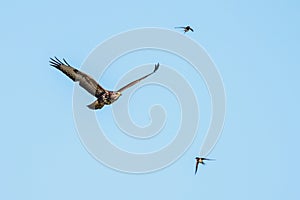Buzzard expelled by swallows photo
