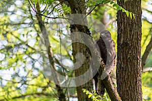 Buzzard, falcon, hawk or eagle sitting on a tree trunk preparing its hunt as bird of prey in a national park or wood