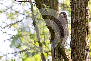 Buzzard, falcon, hawk or eagle sitting on a tree trunk preparing its hunt as bird of prey in a national park or wood