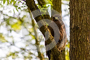 Buzzard, falcon, hawk or eagle sitting on a tree trunk preparing its hunt as bird of prey in a national park or wood