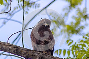 Buzzard, falcon, hawk or eagle sitting on a tree trunk preparing its hunt as bird of prey in a national park or wood