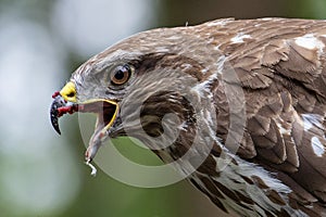 Buzzard feasting