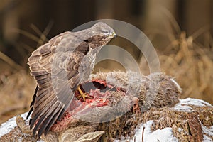 Buzzard feeding upon deer carcass