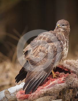 Buzzard feeding upon deer carcass