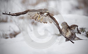 Buzzard fleeing from a fight