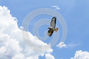 Buzzard flies high in the sky