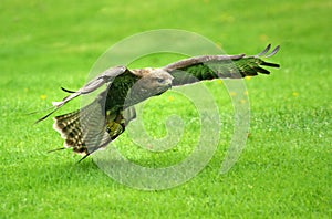 Buzzard in flight 2