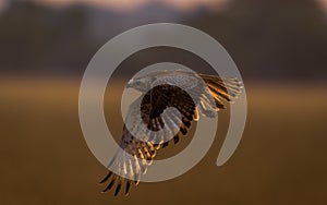 Buzzard during flight and against light