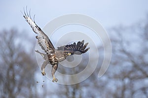 buzzard in flight