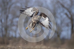 Flight of a buzzard