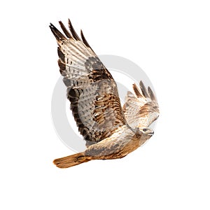 Buzzard in flight isolated on white. Buteo rufinus