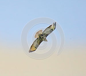 Buzzard in flight over Surrey