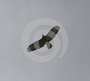 Buzzard in flight in silhouette