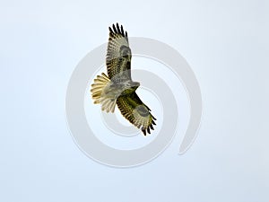 Buzzard flying