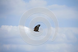 Buzzard flying around as a bird of prey